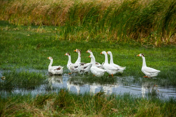 Ganso Branco Gansos Nadadores Gansos Domésticos Nadam Lagoa Rebanho Gansos — Fotografia de Stock