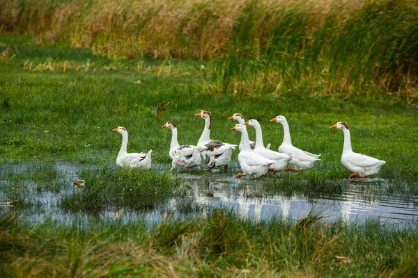 白鹅游泳的鹅 家鹅在池塘里游泳 江上成群的鹅 — 图库照片