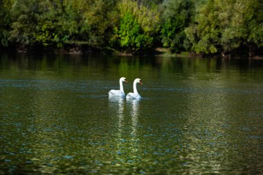 Gölde yüzen çok güzel beyaz kuğular, huzurlu bir an. Kuşlarla vahşi doğa.