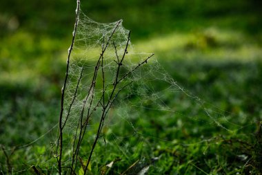 Örümceğin ağına sarılı çiçekler sabah çiğ taneleriyle kaplı..