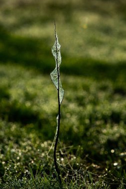 Örümceğin ağına sarılı çiçekler sabah çiğ taneleriyle kaplı..