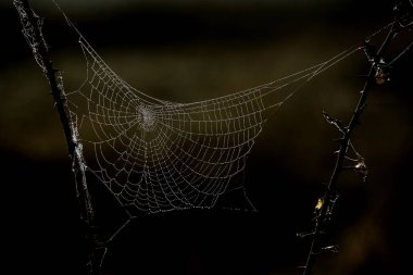 Örümceğin ağına sarılı çiçekler sabah çiğ taneleriyle kaplı..