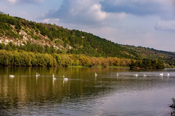 Cisnes Brancos Muito Bonitos Flutuando Lago Momento Paz Natureza Selvagem — Fotografia de Stock