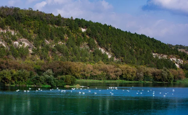 Mycket Vackra Vita Svanar Flyter Sjön Fridfullt Ögonblick Vild Natur — Stockfoto