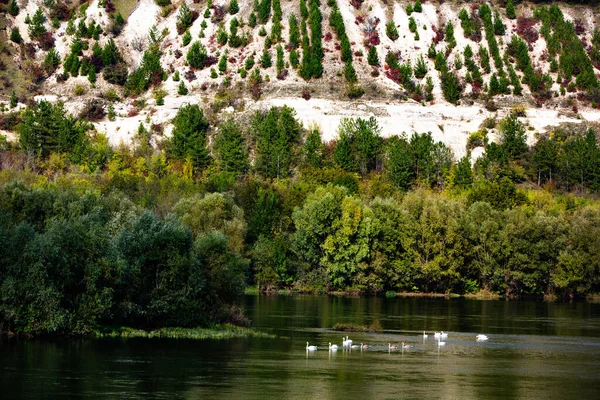 Very Beautiful White Swans Floating Lake Peaceful Moment Wild Nature — Stock Photo, Image