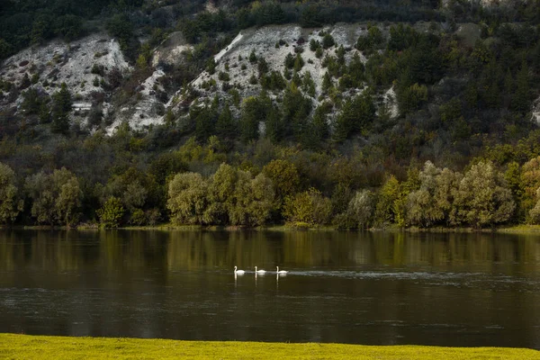 Very Beautiful White Swans Floating Lake Peaceful Moment Дикая Природа — стоковое фото