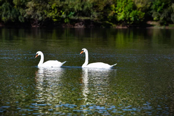 Very Beautiful White Swans Floating Lake Peaceful Moment Дикая Природа — стоковое фото