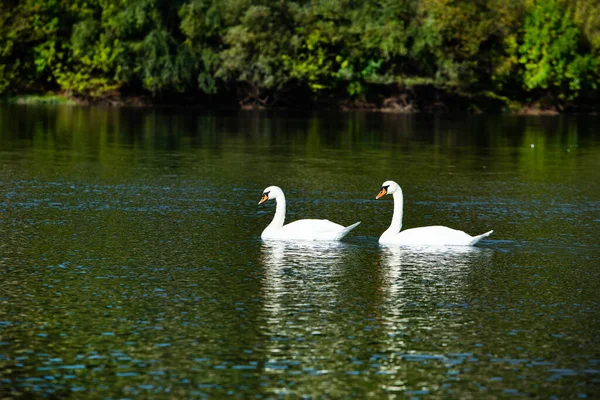 Cisnes Blancos Muy Hermosos Flotando Lago Momento Paz Naturaleza Salvaje — Foto de Stock