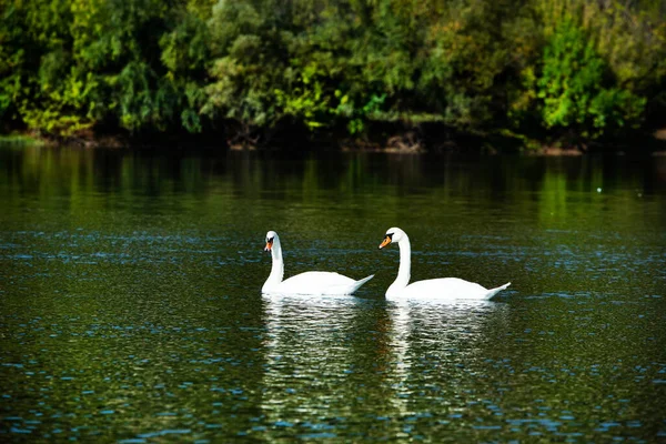 Very Beautiful White Swans Floating Lake Peaceful Moment Дикая Природа — стоковое фото