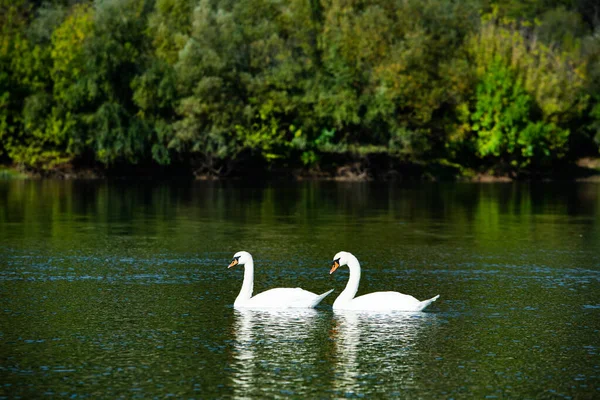 Bardzo Piękne Białe Łabędzie Pływające Jeziorze Spokojna Chwila Dzika Przyroda — Zdjęcie stockowe