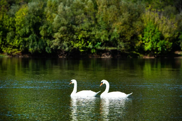 Bellissimi Cigni Bianchi Galleggianti Nel Lago Momento Pace Natura Selvaggia — Foto Stock