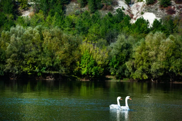 Very Beautiful White Swans Floating Lake Peaceful Moment Дикая Природа — стоковое фото