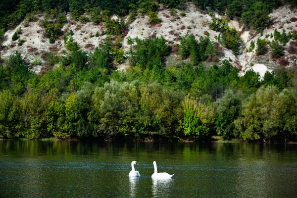 Very Beautiful White Swans Floating Lake Peaceful Moment Wild Nature — Stock Photo, Image