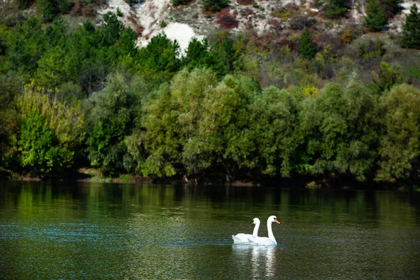 Very Beautiful White Swans Floating Lake Peaceful Moment Дикая Природа — стоковое фото