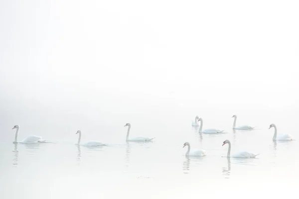 Very Beautiful White Swans Floating Lake Peaceful Moment Дикая Природа — стоковое фото