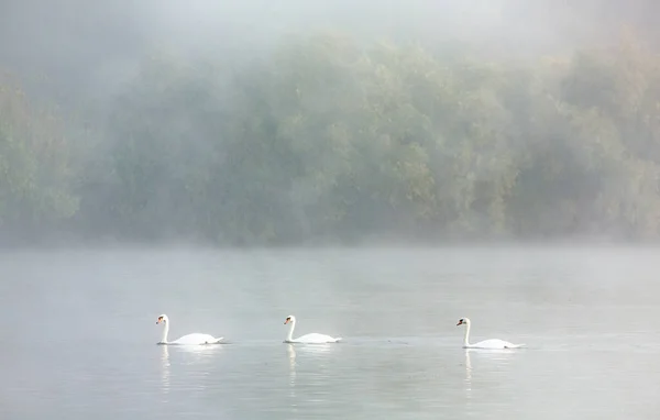 Mycket Vackra Vita Svanar Flyter Sjön Fridfullt Ögonblick Vild Natur — Stockfoto