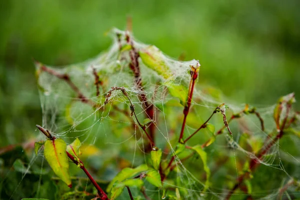 Fleurs Emballées Dans Toile Araignée Couverte Rosée Matin — Photo