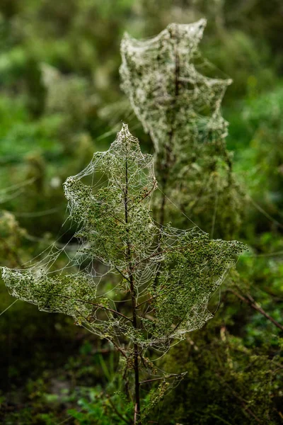Blumen Verpackt Spinnennetz Bedeckt Mit Morgentau — Stockfoto
