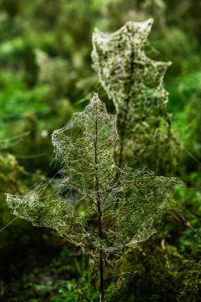 Fleurs Emballées Dans Toile Araignée Couverte Rosée Matin — Photo