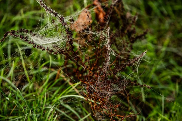 Fleurs Emballées Dans Toile Araignée Couverte Rosée Matin — Photo