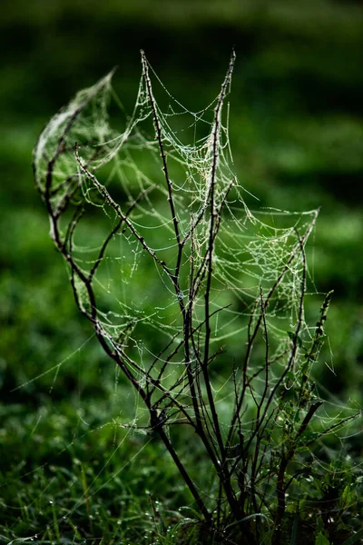 Fleurs Emballées Dans Toile Araignée Couverte Rosée Matin — Photo