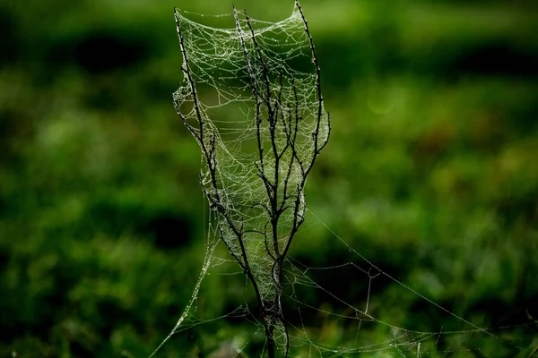 Fleurs Emballées Dans Toile Araignée Couverte Rosée Matin — Photo