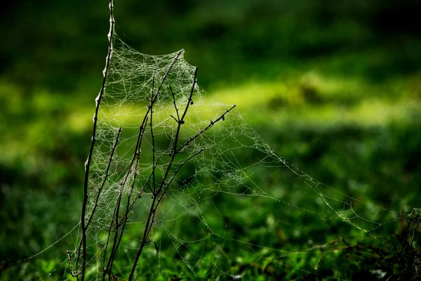 Fleurs Emballées Dans Toile Araignée Couverte Rosée Matin — Photo