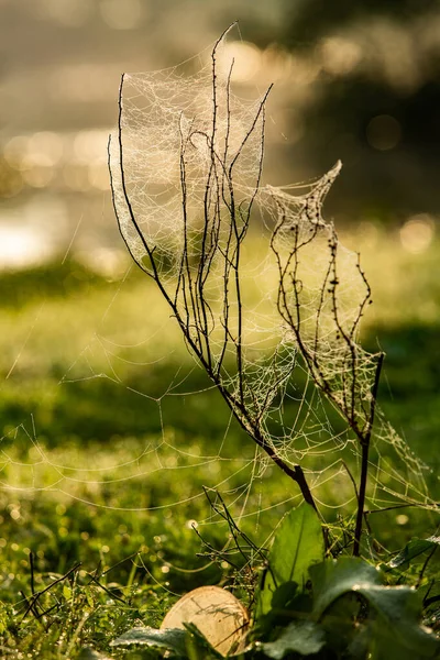 Fleurs Emballées Dans Toile Araignée Couverte Rosée Matin — Photo