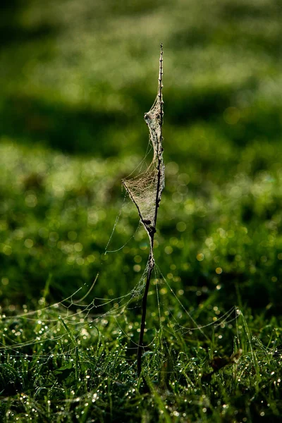 Fleurs Emballées Dans Toile Araignée Couverte Rosée Matin — Photo