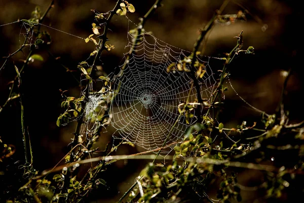 Fleurs Emballées Dans Toile Araignée Couverte Rosée Matin — Photo