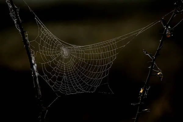 Flores Empacadas Tela Araña Cubierta Rocío Matutino — Foto de Stock