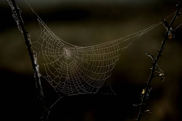 Flores Empacadas Tela Araña Cubierta Rocío Matutino — Foto de Stock