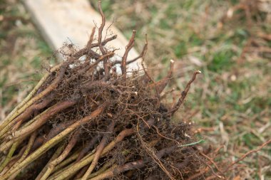 Ağaç dikiyorum. Güzel ormana dikilmeye hazır ağaç fidanları. Çevreye dikkat et.