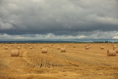 Arka planda fırtınalı bulutlar olan bir buğday tarlasında saman balyaları. Hasattan sonra tarım hayatı. Romanya köyünde yaz mevsimi