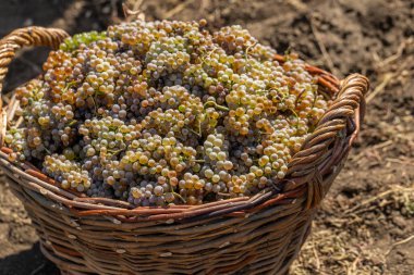 Şarapları, tarımı ve hasat mevsimini sembolize eden, güneşli bir üzüm bağındaki olgun üzümlere yakın çekim.