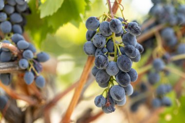 Şarapları, tarımı ve hasat mevsimini sembolize eden, güneşli bir üzüm bağındaki olgun üzümlere yakın çekim.
