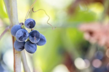 Şarapları, tarımı ve hasat mevsimini sembolize eden, güneşli bir üzüm bağındaki olgun üzümlere yakın çekim.