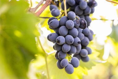 Şarapları, tarımı ve hasat mevsimini sembolize eden, güneşli bir üzüm bağındaki olgun üzümlere yakın çekim.