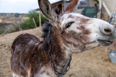 Yerli eşekler tarımsal işler için el arabalarını çekerlerdi..