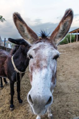 Yerli eşekler tarımsal işler için el arabalarını çekerlerdi..