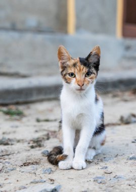 Moldova 'nın güneyindeki Valeni köyünde canlı renklerle çekilmiş geleneksel evler, yuvarlanan tepeler ve Doğu Avrupa' nın manzaralı kırsal manzaraları sergilenmektedir..