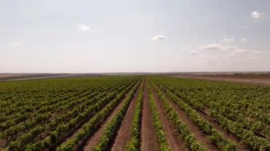 Uçsuz bucaksız bir üzüm bağının üzerinde uçan hava aracı görüntüsü, doğal güneş ışığı altında geometrik desenlerde sonsuz üzüm bağları sergiliyor. Gökten görünen geniş üzüm bağları..