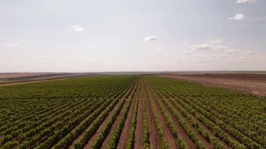 Uçsuz bucaksız bir üzüm bağının üzerinde uçan hava aracı görüntüsü, doğal güneş ışığı altında geometrik desenlerde sonsuz üzüm bağları sergiliyor. Gökten görünen geniş üzüm bağları..