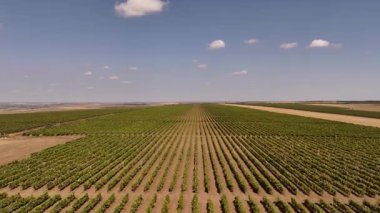 Uçsuz bucaksız bir üzüm bağının üzerinde uçan hava aracı görüntüsü, doğal güneş ışığı altında geometrik desenlerde sonsuz üzüm bağları sergiliyor. Gökten görünen geniş üzüm bağları..