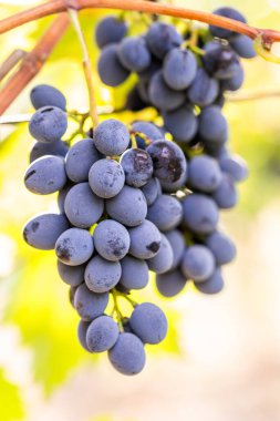 Şarapları, tarımı ve hasat mevsimini sembolize eden, güneşli bir üzüm bağındaki olgun üzümlere yakın çekim.