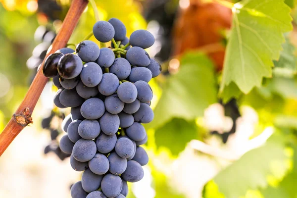 Şarapları, tarımı ve hasat mevsimini sembolize eden, güneşli bir üzüm bağındaki olgun üzümlere yakın çekim.