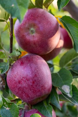 Sonbaharda, olgunlaşmış meyvelerle dolu, tarım, hasat ve kırsal yaşam tarzı tasvirleri için ideal, huzurlu elma bahçeleri. Ağaç dallarında asılı kırmızı elmalar güneş ışığı altında.