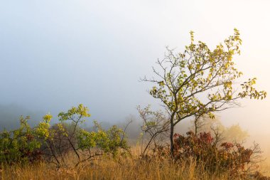 Moldova Cumhuriyeti 'nin Manzarası Sabah Sisi, Puslu Kırsal Görüş