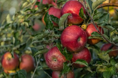 Meyve ağacında yetişen sulu olgun elmalar organik tarım için toplanmaya hazır.