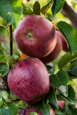 Meyve ağacında yetişen sulu olgun elmalar organik tarım için toplanmaya hazır.